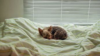 Ganghwa Aboha Pet-friendly Pension