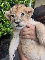 Lion Cafe Resort