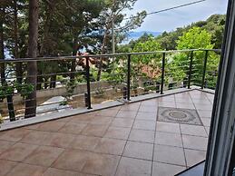 House Pine Tree