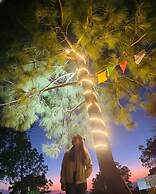 The Pine Paradise