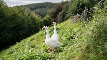 Coqslitscaux