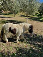 Il Mandorlo