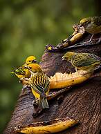 Casa Colibri Chirripo