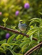 Casa Colibri Chirripo