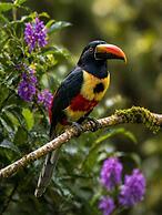 Casa Colibri Chirripo