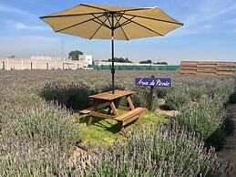 Glamping Rincón de Lavanda