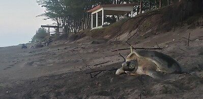 Hotel Playa Tortugas
