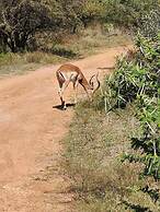 Klipdrift Sands Game Lodge