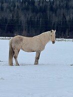 Nakiska Bear Ranch