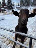 Nakiska Bear Ranch