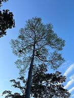 Ceiba Ganadito