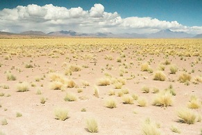 Fauna Hotel Atacama
