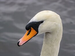 6 Swan House