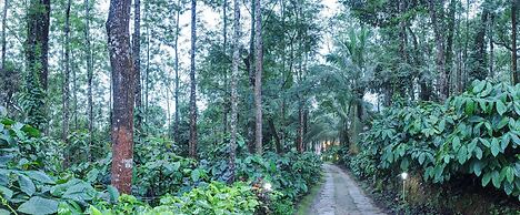 Royal Woods Coorg
