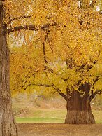 naked Home GRAND Ginkgo Valley