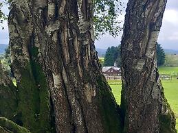 Bryn Y Garreg Cottage - The Wireless Free Farm