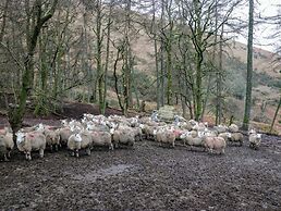 Newlands Fell Cottage
