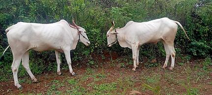 Shravani Farms