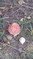 Rosehip Flowers
