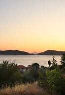 Niş Söğüt