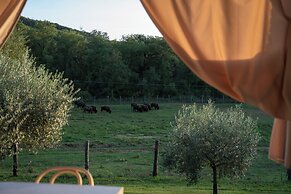 Terra dei Bisonti