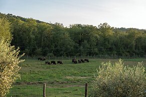 Terra dei Bisonti