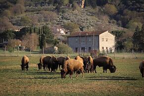 Terra dei Bisonti
