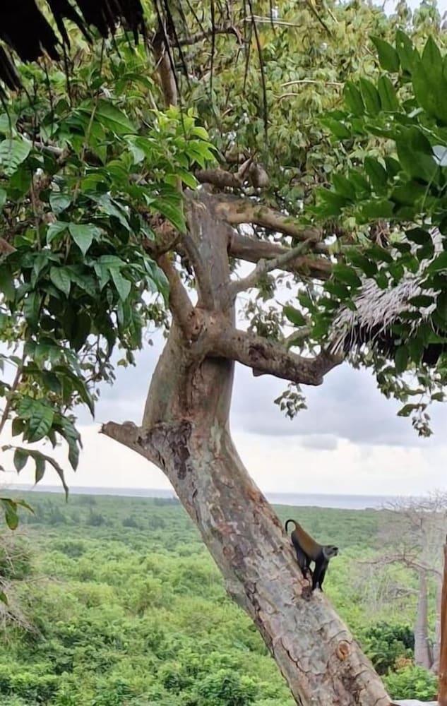 MONKEY MOUNTAIN LODGE