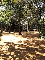 Sky Forest
