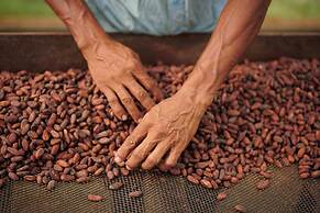 Finca Amistad Cacao Lodge