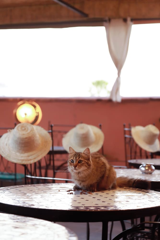 Riad Allal