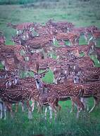 Deer Meadows