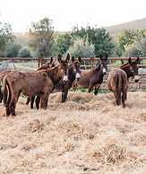 Finca Es Cabàs