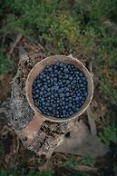 Lapland Nature & Health