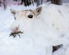 Lapland Nature & Health