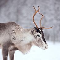 Lapland Nature & Health