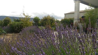 gite le Petit Luberon  Lisianthus
