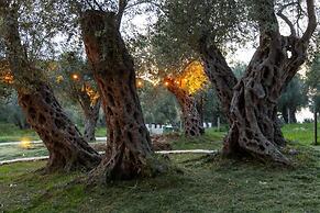 MASHTRA - The Olive House