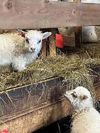 Selid Farm Stay