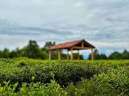 Tea Gezruli