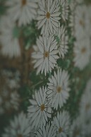 KAZENO KURAYOSHI