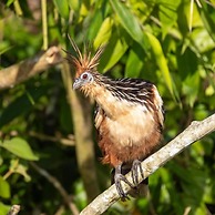 Tambopata Edosikiana Ecolodge