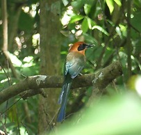 Tambopata Edosikiana Ecolodge