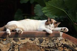 Wellness Petfrendly El Secreto