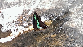Upasana Retreat