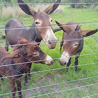 Antelope Farm Events