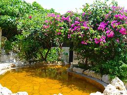 ALLAMANDA Splendid