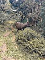 Royal Mountain Edge Knuckles