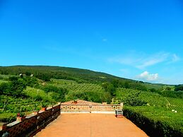 Mimosa in San Gimignano