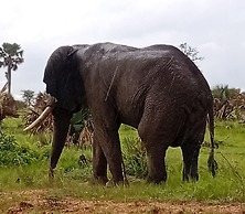 Uhuru 50 hotel kasese